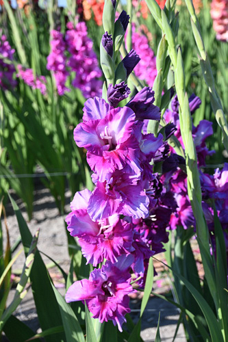 X 100 GLADIOLUS PURPLE ART