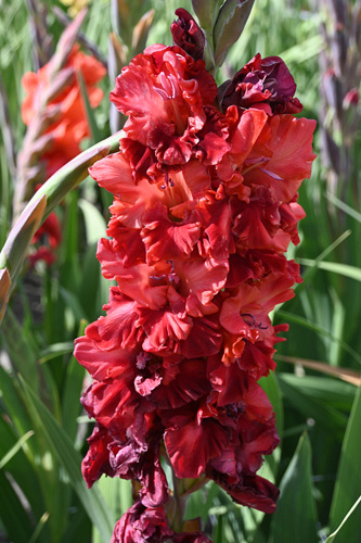X 100 GLADIOLUS VELVET RASPBERRY