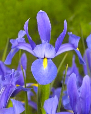 X 100 IRIS HOLLANDICA SAPPHIRE BEAUTY