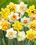 X 100 NARCISSUS DUBBEL GEMENGD
