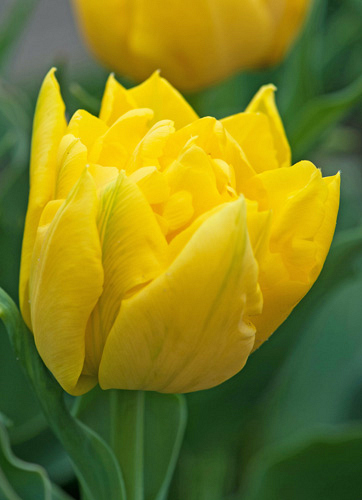 X 100 TULIPA MARIE JO