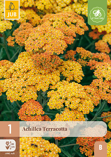 X 1 ACHILLEA TERRACOTTA