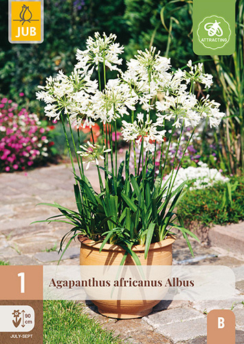 X 1 AGAPANTHUS AFRICANUS ALBUS