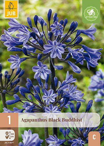 X 1 AGAPANTHUS BLACK BUDDHIST