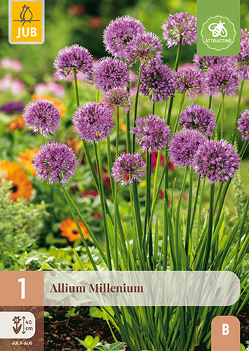 X 1 ALLIUM MILLENIUM