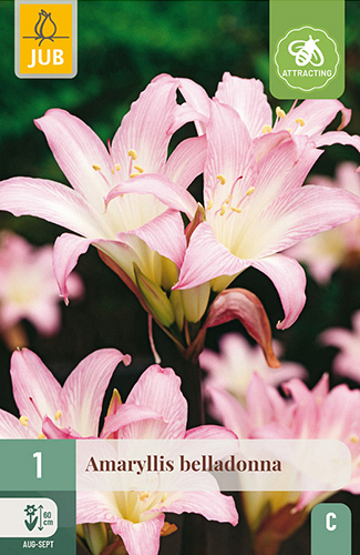 X   1 AMARYLLIS BELLADONNA