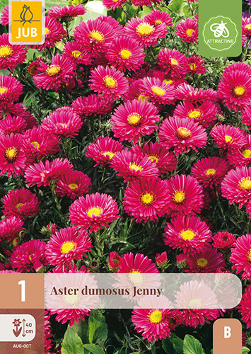 X 1 ASTER DUMOSUS JENNY