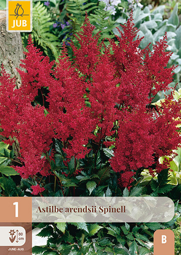 X 1 ASTILBE ARENDSII SPINELL