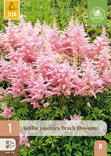X 1 ASTILBE JAPONICA PEACH BLOSSOM