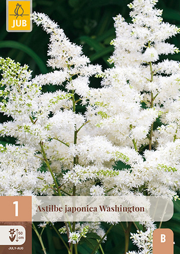 X 1 ASTILBE JAPONICA WASHINGTON