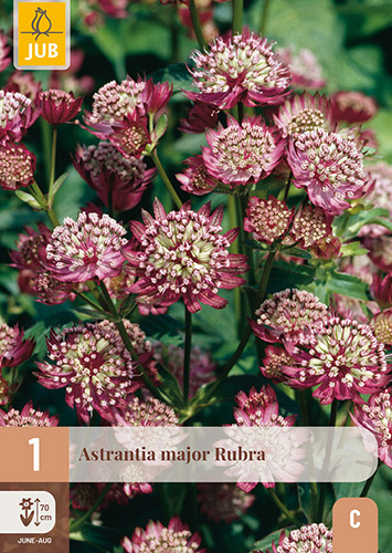 X 1 ASTRANTIA MAJOR RUBRA