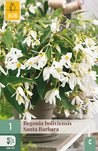 X 1 BEGONIA BOLIVIENSIS SANTA BARBARA