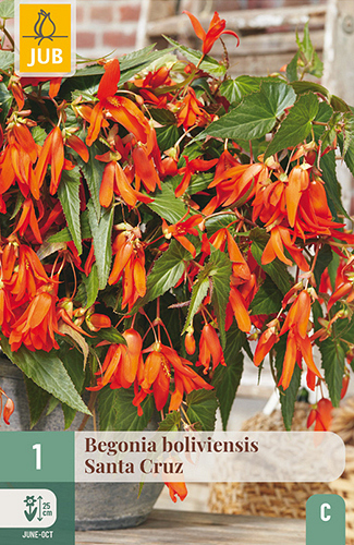 X 1 BEGONIA BOLIVIENSIS SANTA CRUZ