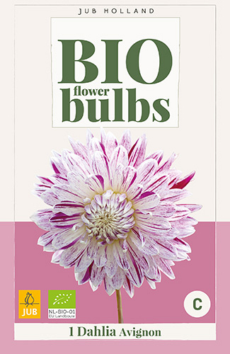 X 1 BIO DAHLIA AVIGNON