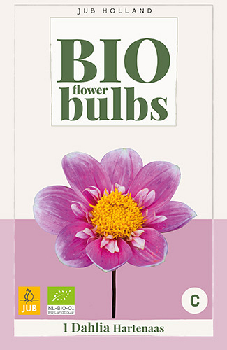 X 1 BIO DAHLIA HARTENAAS