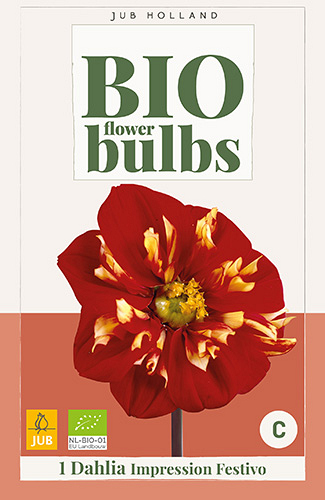 X 1 BIO DAHLIA IMPRESSION FESTIVO