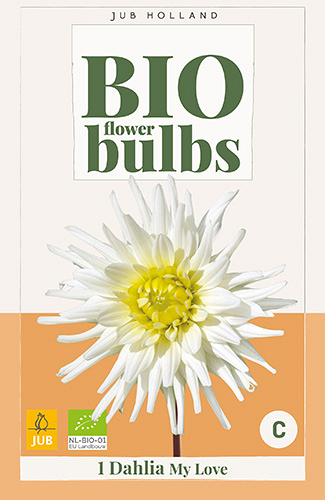 X 1 BIO DAHLIA MY LOVE