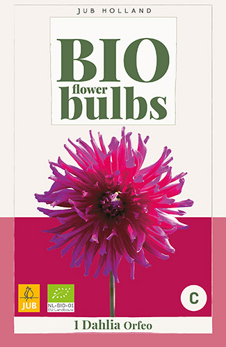 X 1 BIO DAHLIA ORFEO