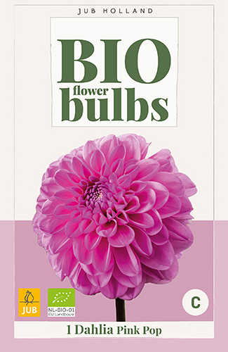 X 1 BIO DAHLIA PINK POP