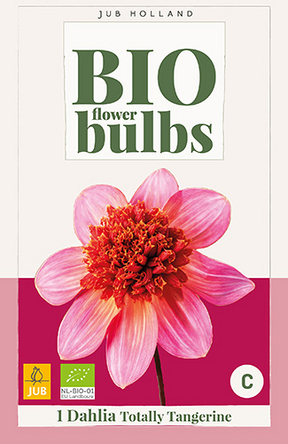 X 1 BIO DAHLIA TOTALLY TANGERINE