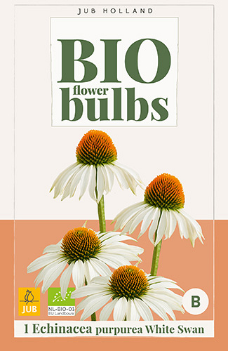 X 1 BIO ECHINACEA PURPUREA WHITE SWAN