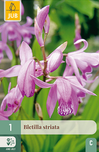 X   1 BLETILLA STRIATA