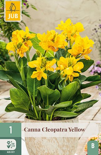 X   1 CANNA CLEOPATRA YELLOW