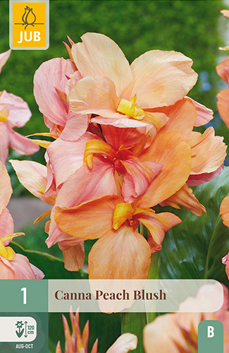X   1 CANNA PEACH BLUSH