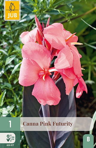 X   1 CANNA PINK FUTURITY