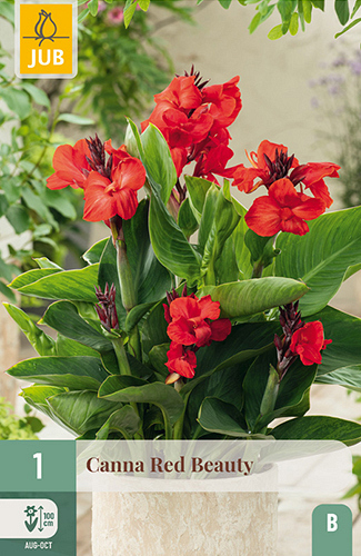 X   1 CANNA RED BEAUTY