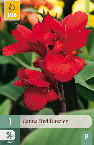 X   1 CANNA RED DAZZLER