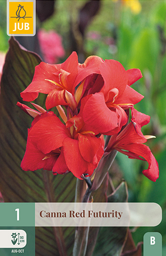 X   1 CANNA RED FUTURITY