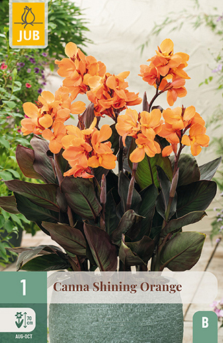 X   1 CANNA SHINING ORANGE