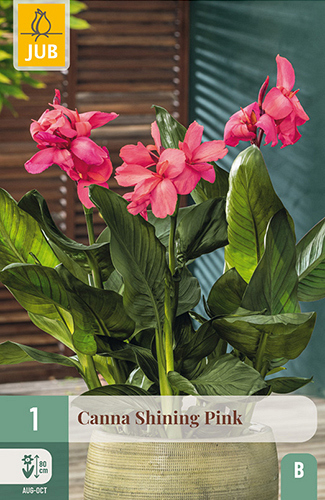 X   1 CANNA SHINING PINK