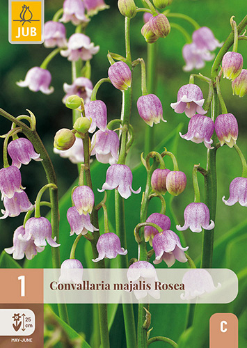 X 1 CONVALLARIA MAJALIS ROSEA