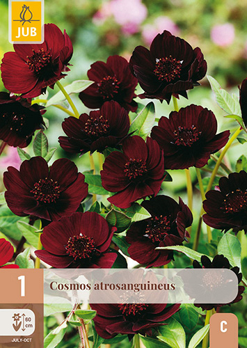 X 1 COSMOS ATROSANGUINEUS