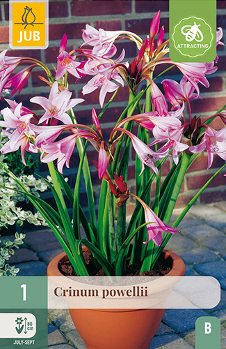 X   1 CRINUM POWELLII