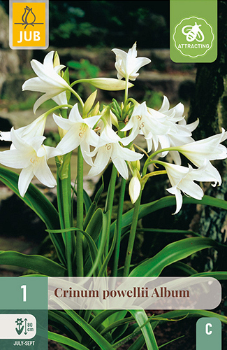 X   1 CRINUM POWELLII ALBUM