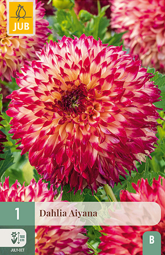 X 1 DAHLIA AIYANA