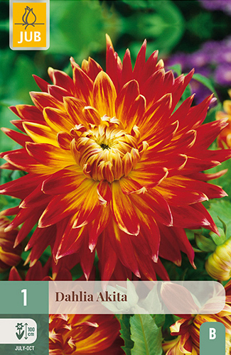 X 1 DAHLIA AKITA