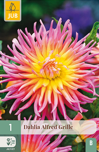 X 1 DAHLIA ALFRED GRILLE
