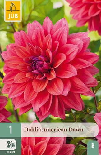 X 1 DAHLIA AMERICAN DAWN