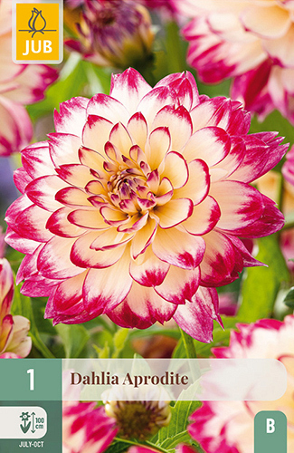 X 1 DAHLIA APHRODITE