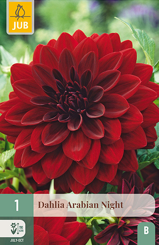 X 1 DAHLIA ARABIAN NIGHT