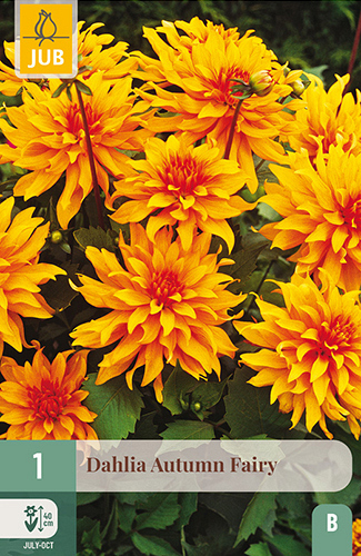 X 1 DAHLIA AUTUMN FAIRY