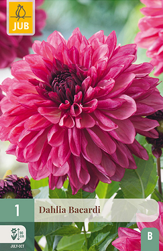 X 1 DAHLIA BACARDI