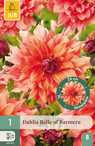 X 1 DAHLIA BELLE OF BARMERA