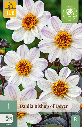 X 1 DAHLIA BISHOP OF DOVER