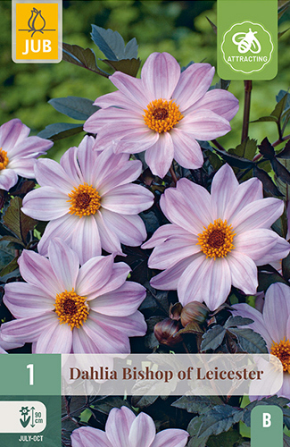 X 1 DAHLIA BISHOP OF LEICESTER