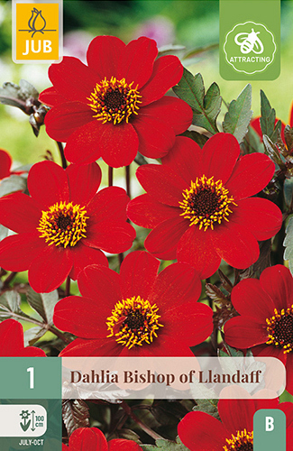 X 1 DAHLIA BISHOP OF LLANDAFF